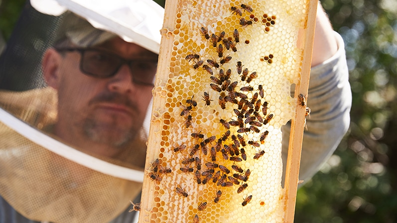 Village at Griesbach Welcomes New Beehives