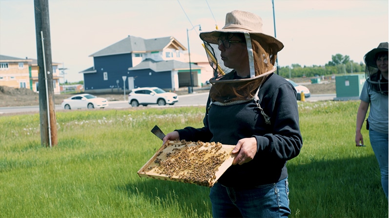 Bee Prepared: How to Interact with Urban Beehives