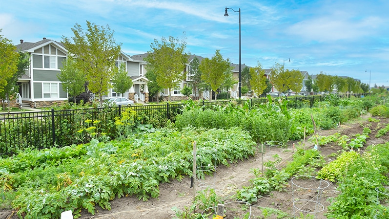 Tips to Make Your Yard Pollinator-Friendly
